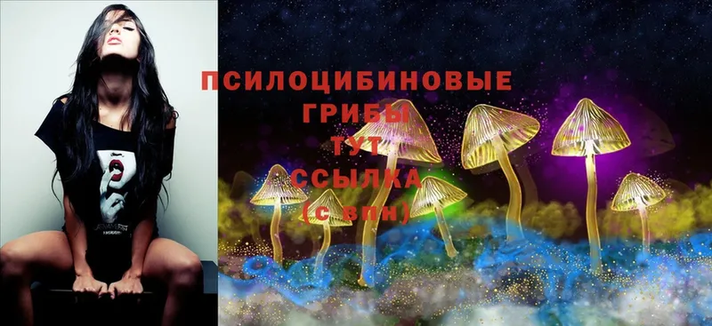 Псилоцибиновые грибы MAGIC MUSHROOMS  нарко площадка формула  Багратионовск 